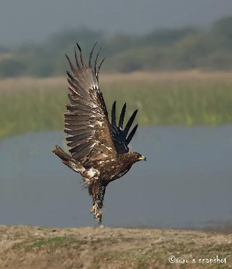 Greater Spotted Eagle