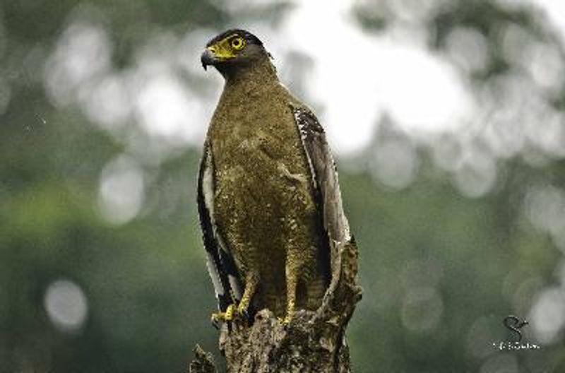 Crested Serpent Eagle