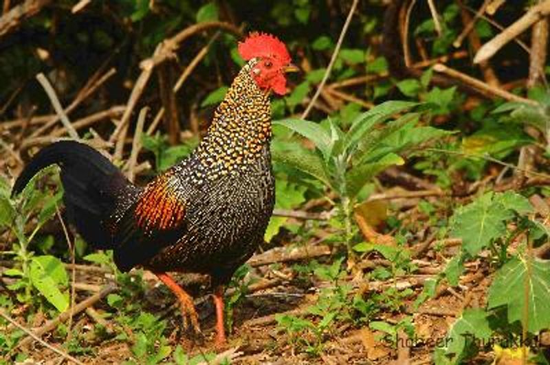 Grey Junglefowl