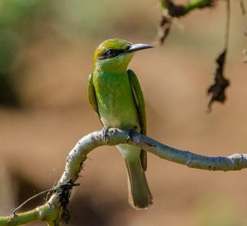 Green Bee eater
