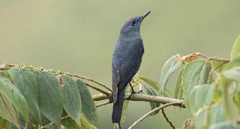 Blue Rock Thrush