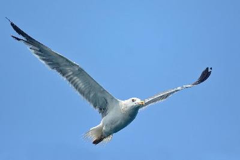 Lesser Black backed Gull