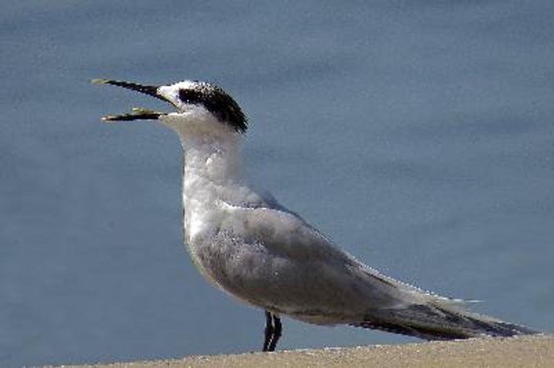 Sandwich Tern