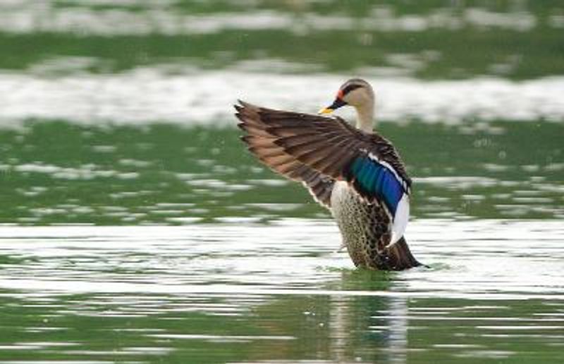 Indian Spot billed Duck