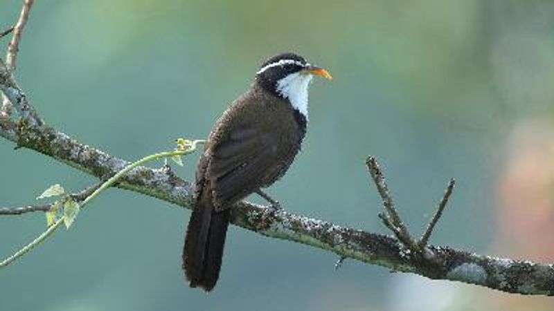 Indian Scimitar Babbler