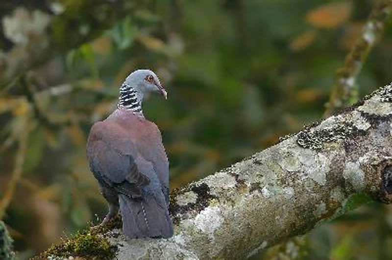 Nilgiri Wood Pigeon