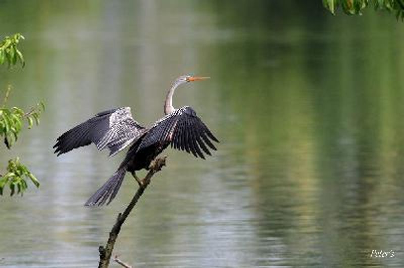 Oriental Darter