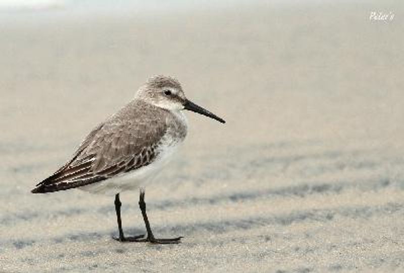 Dunlin