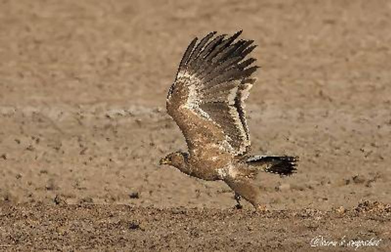 Steppe Eagle