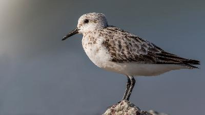 Sanderling