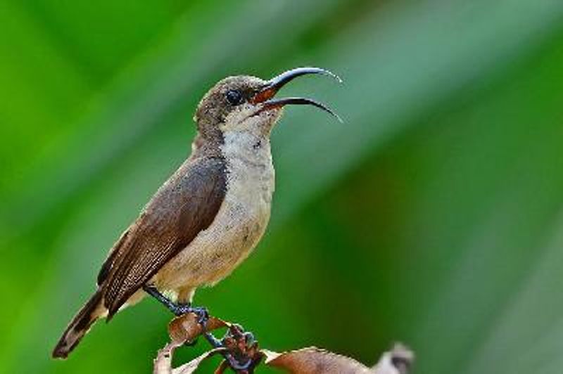 Loten's Sunbird