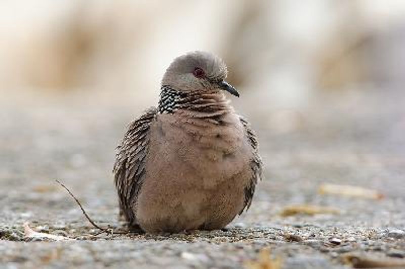 Spotted Dove