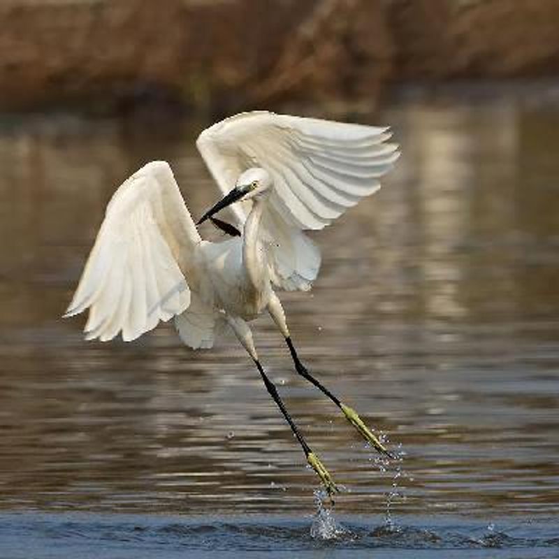 Little Egret