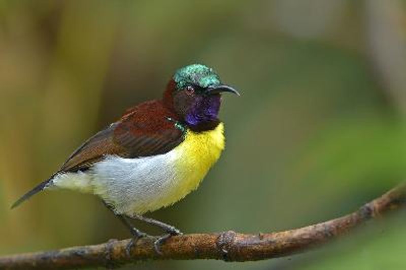Purple rumped Sunbird