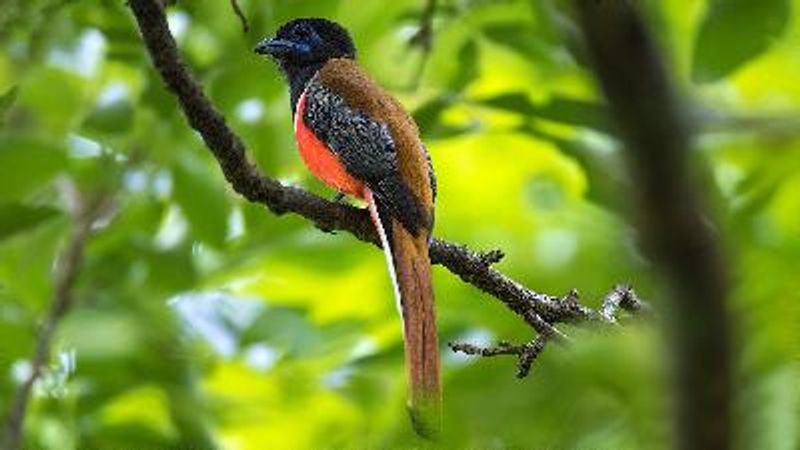 Malabar Trogon