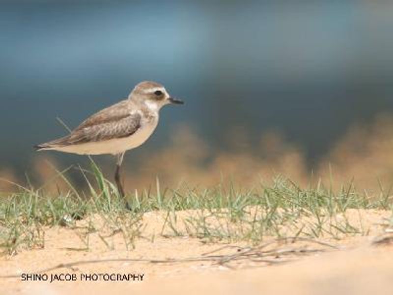 Lesser Sand Plover