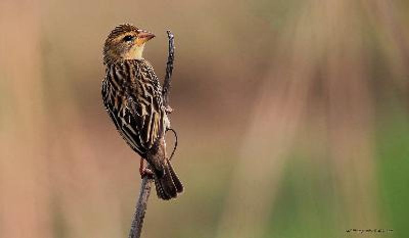 Baya Weaver