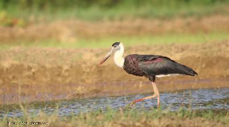 Woolly necked Stork