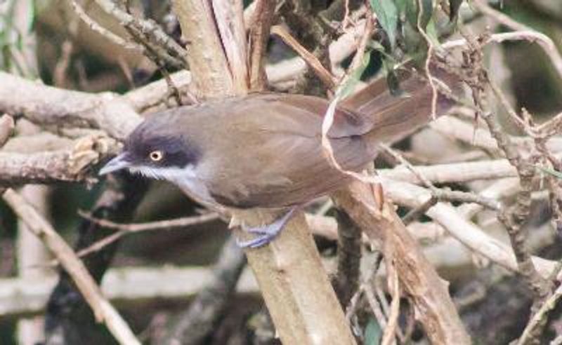 Dark fronted Babbler