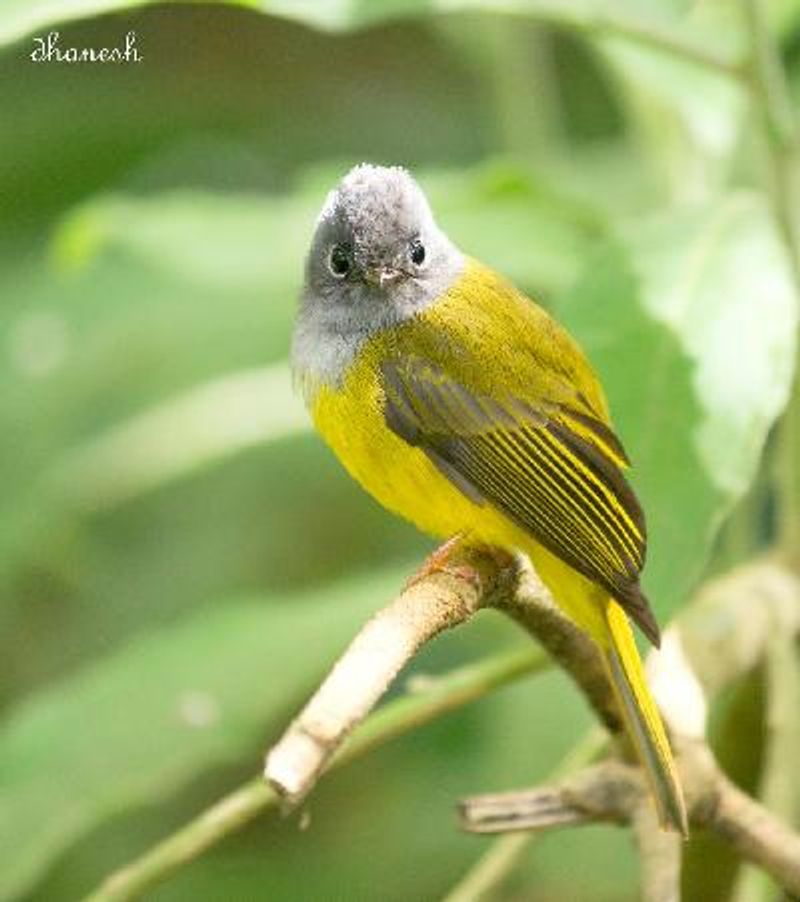 Grey headed Canary flycatcher