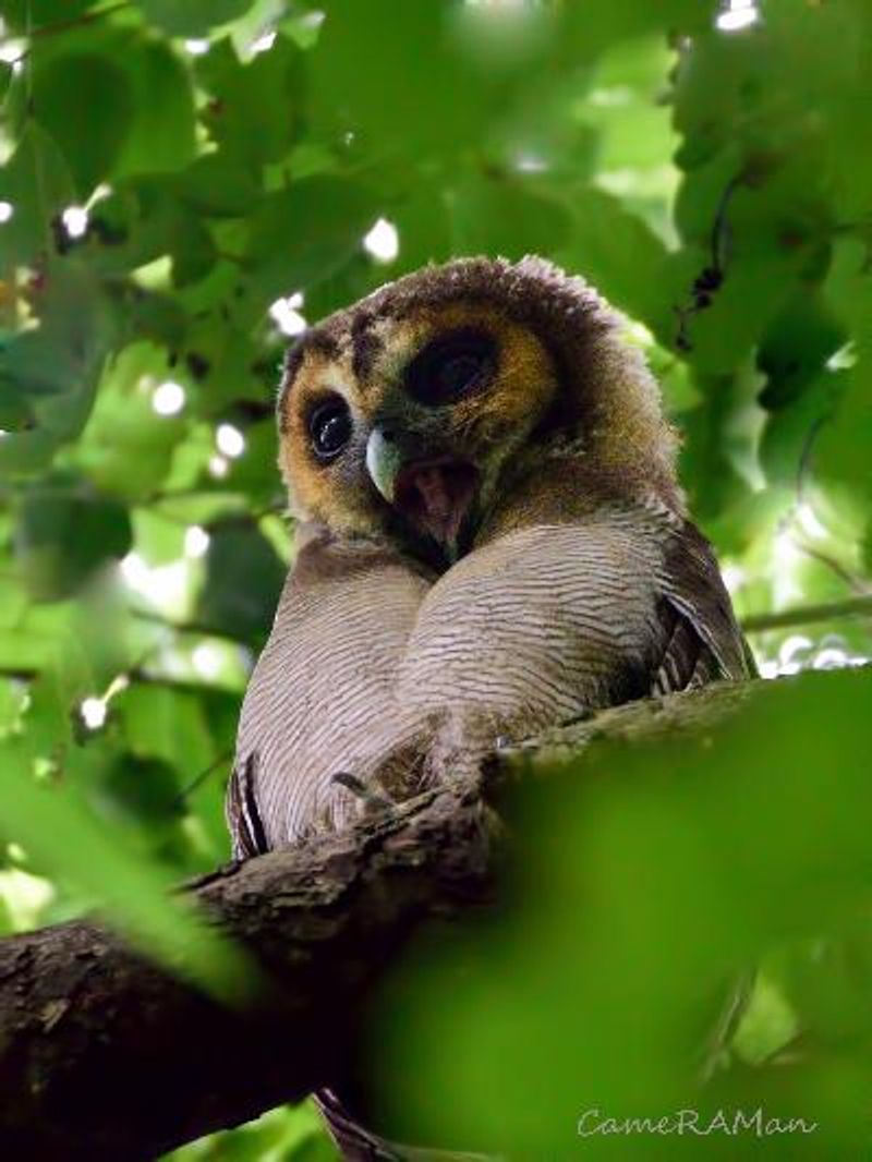 Brown Wood Owl