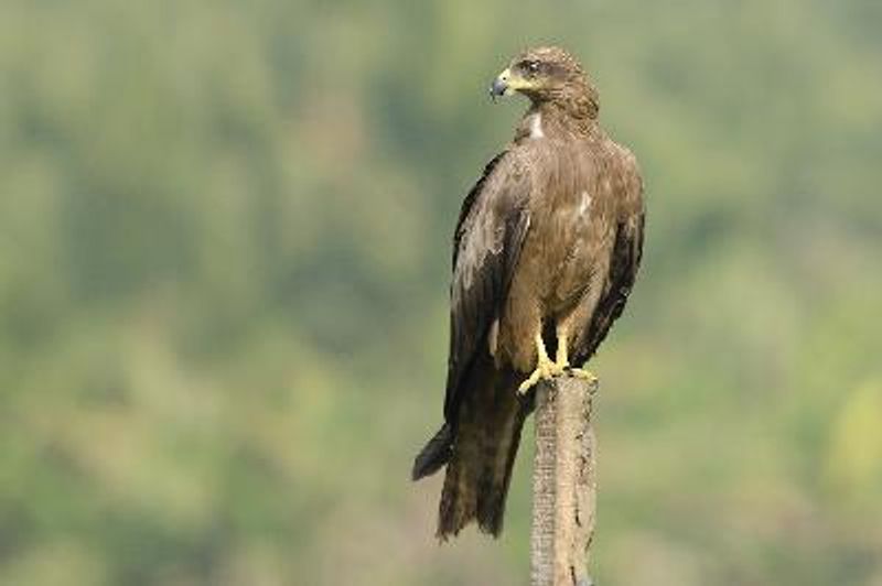 Black Kite