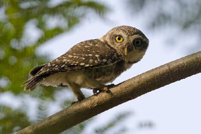 Spotted Owlet