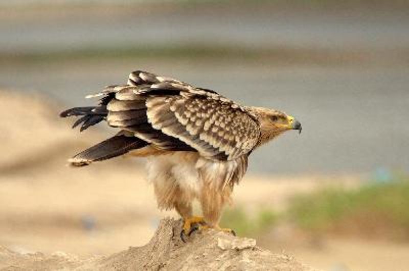 Eastern Imperial Eagle