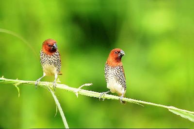 Scaly breasted Munia