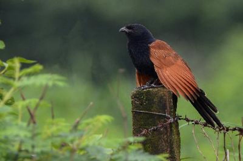 Lesser Coucal