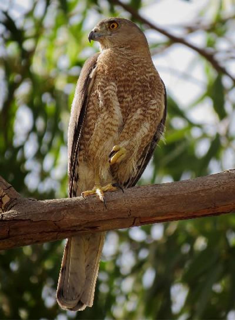 Shikra
