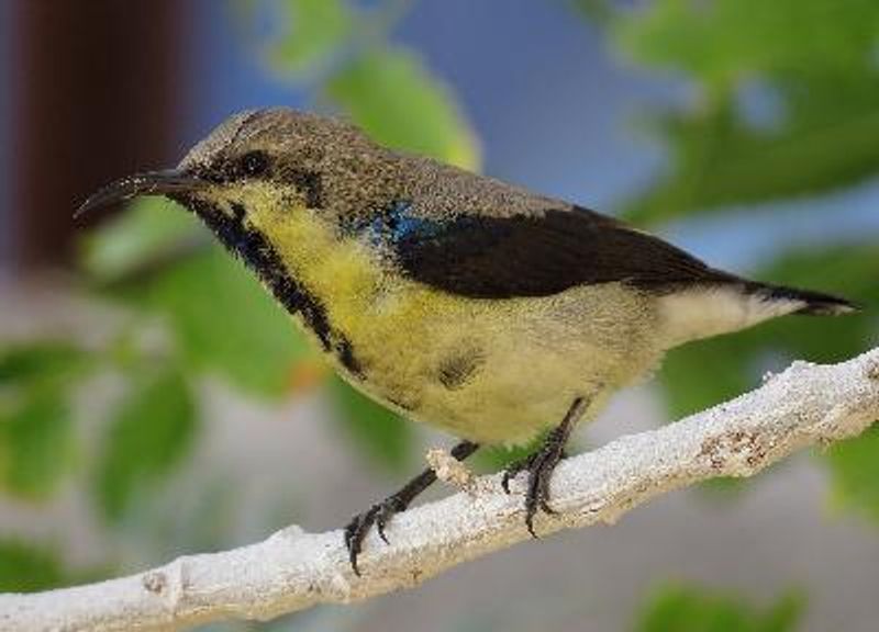 Purple Sunbird