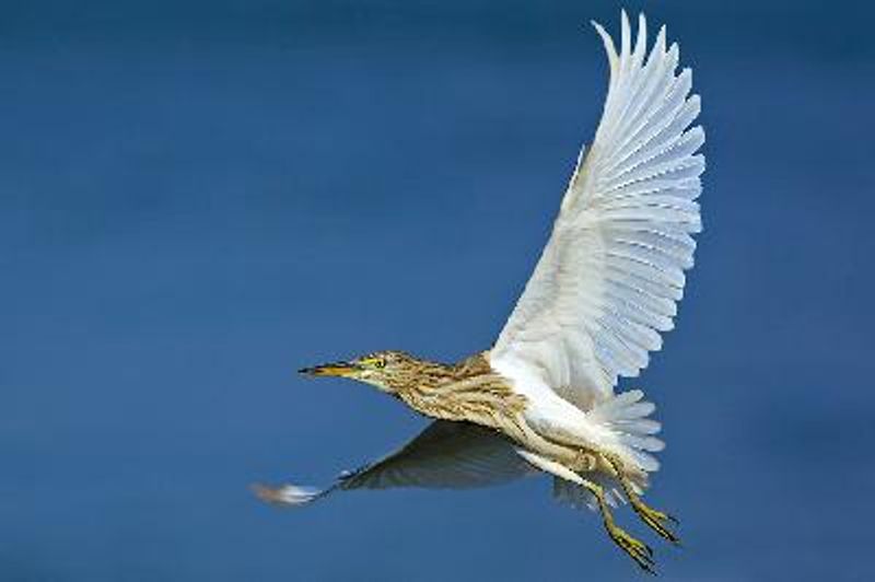 Indian Pond Heron