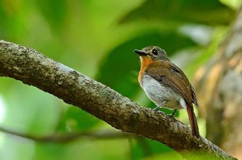 White bellied Blue Flycatcher