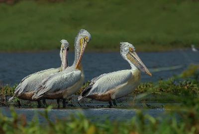 Spot billed Pelican