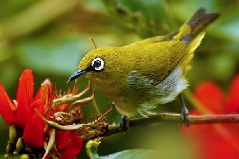 Oriental White eye