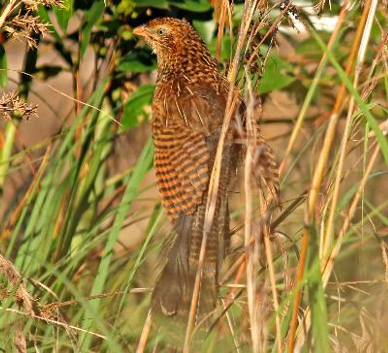 Lesser Coucal