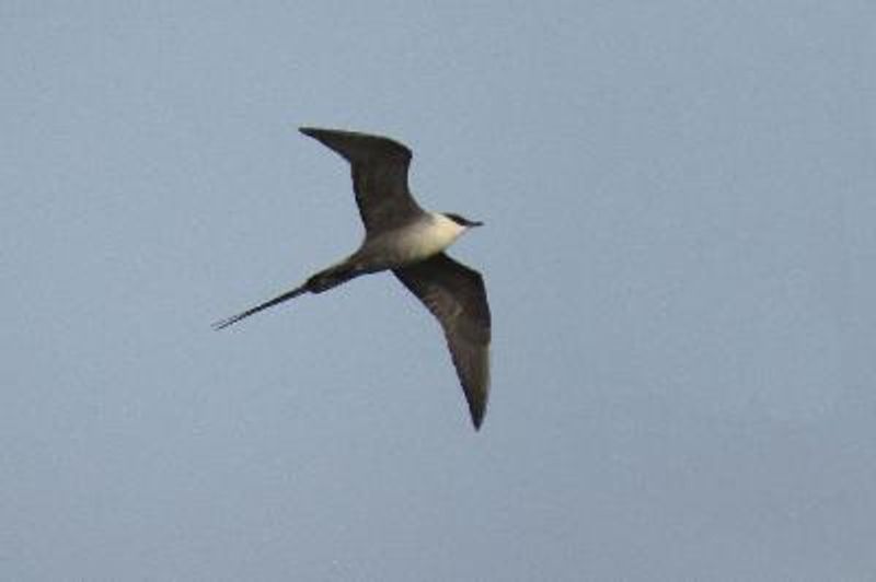 Long tailed Skua