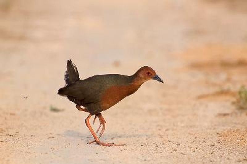 Ruddy breasted Crake