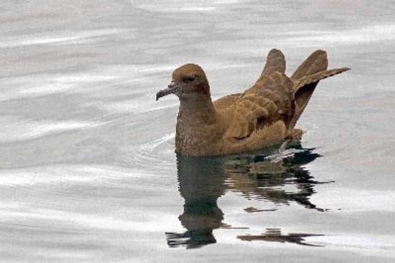 Wedge tailed Shearwater