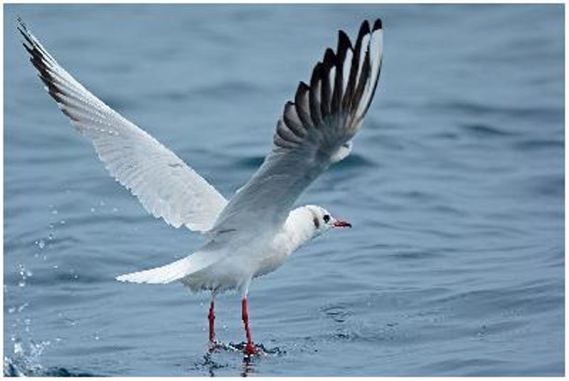 Black headed Gull