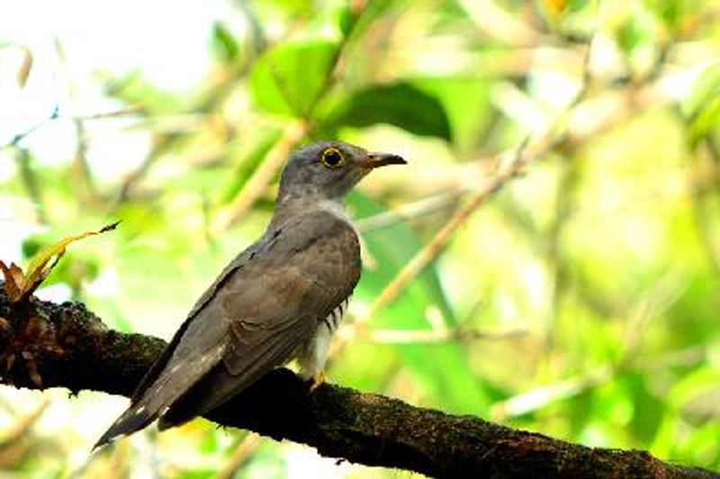 Indian Cuckoo