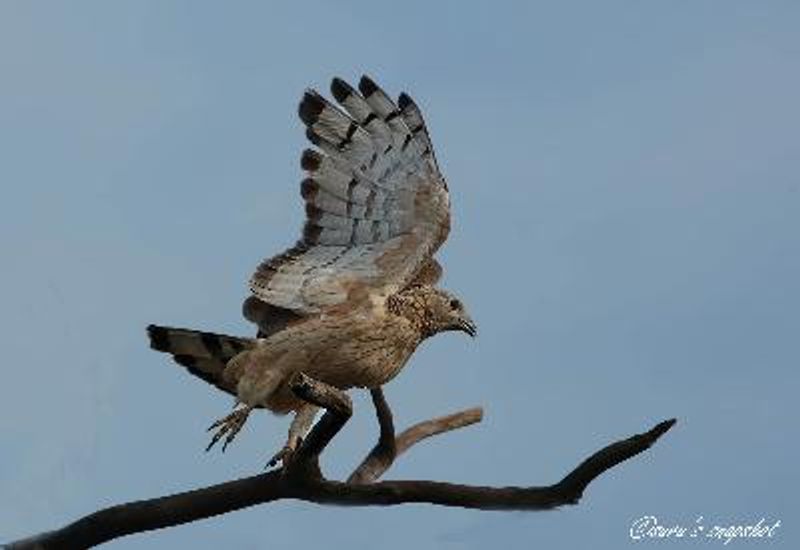 Oriental Honey buzzard