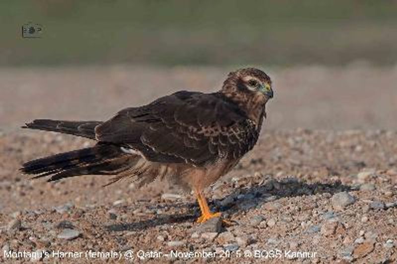 Montagu's Harrier