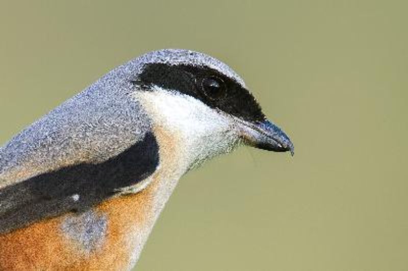 Long tailed Shrike