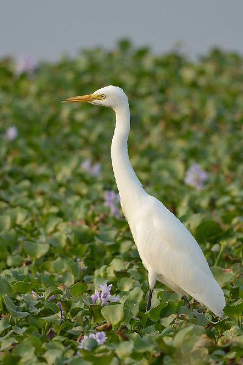 Intermediate Egret