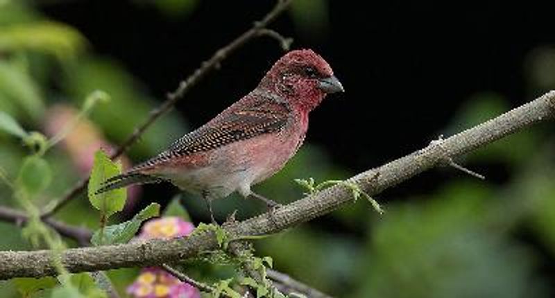 Common Rosefinch