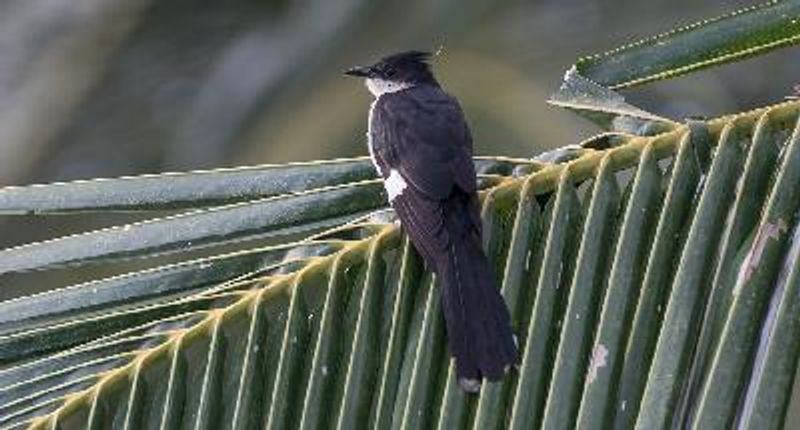 Pied Cuckoo