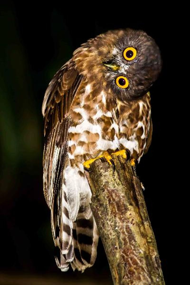 Brown Hawk Owl