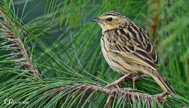 Nilgiri Pipit